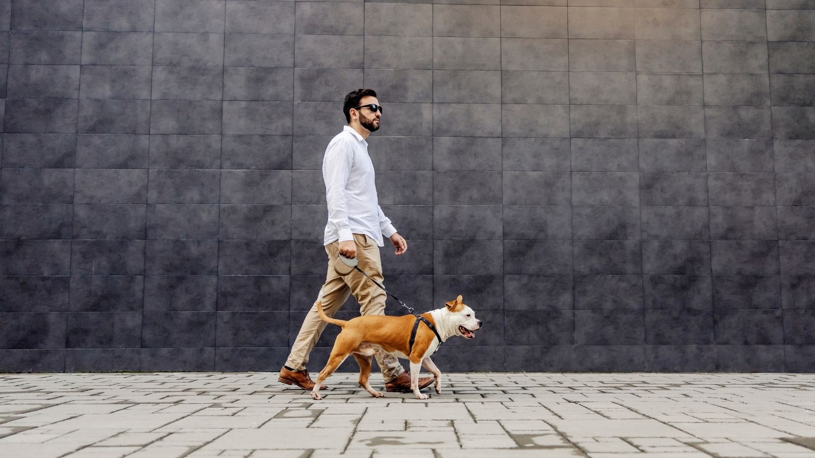 It Was a Trap: Landlord Tries to Evict Tenant After He Agreed to Walk Her Friends Dog man taking a dog for a walk