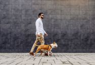 “It Was a Trap”: Landlord Tries to Evict Tenant After He Agreed to Walk Her Friend’s Dog