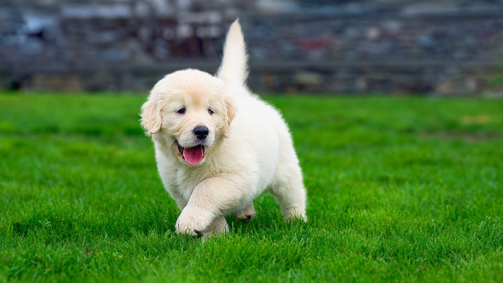 Its a Safety Hazard: Couple Prepares HOA Escalation Over Neighbor’s Unrestrained Pet golden retriever puppy in grass