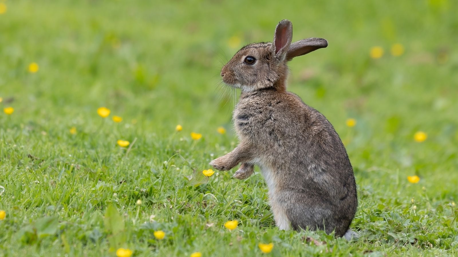 Dad Took His Daughter Along To Run An Errand, But She Was Heartbroken When She He Needed A Weapon To Face Down The Bunnies gray bunny standing in grass