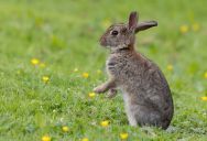 Dad Took His Daughter Along To Run An Errand, But She Was Heartbroken When She He Needed A Weapon To Face Down The Bunnies