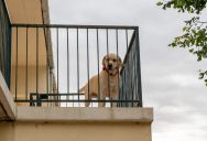 Woman Wants To Report Her Upstairs Neighbor’s Dog To The HOA—But It Could Cost The Dog Its Home