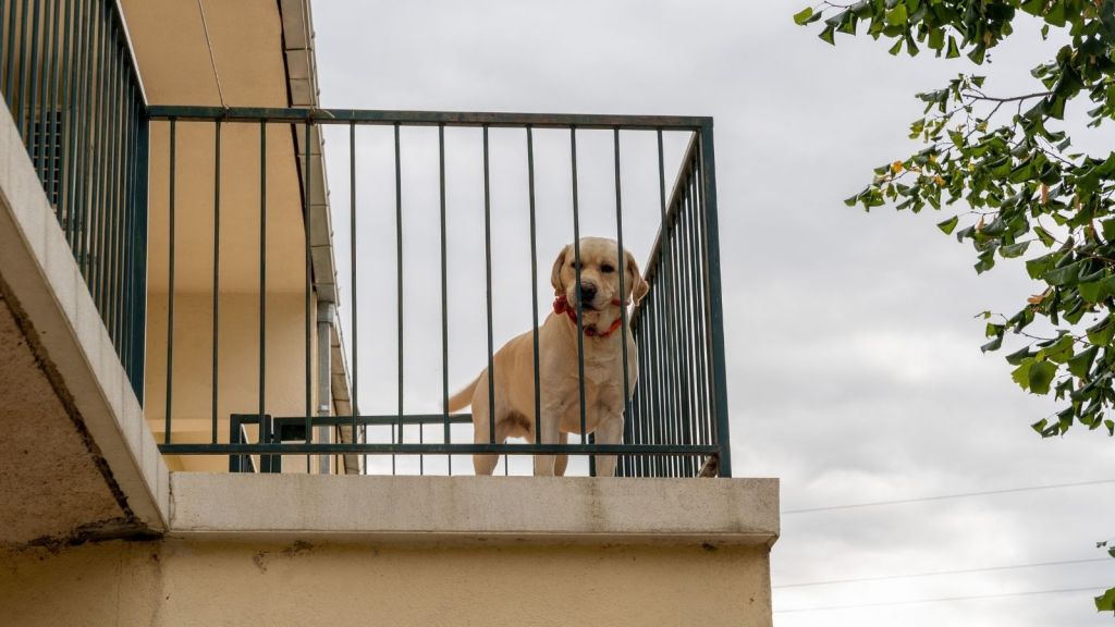 dog on a balcony