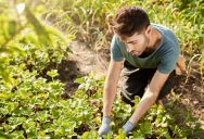 A Stranger’s Dog Ran Up and Started Sniffing Him While He Pulled Weeds — He Confronted the Owner and It Didn’t Go the Way He Expected