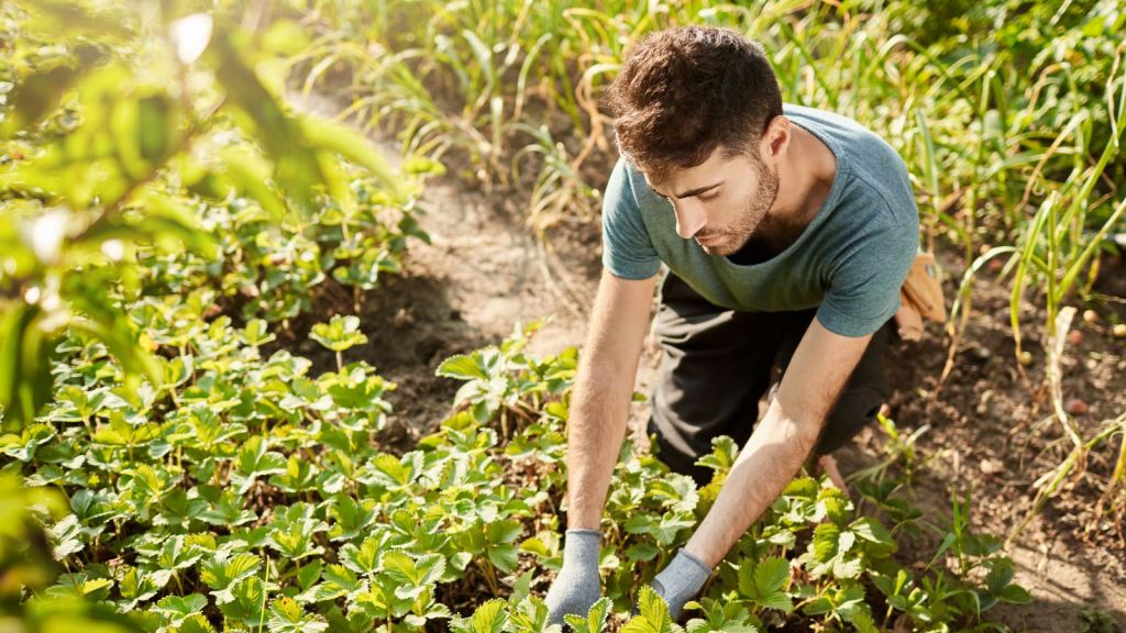 Man pulling out weeds from the garden