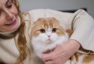 She Finally Located Her Missing Cat at a Local Rescue. Despite Having Absolute Proof of Ownership, They Refused to Let Her Take Him Home.