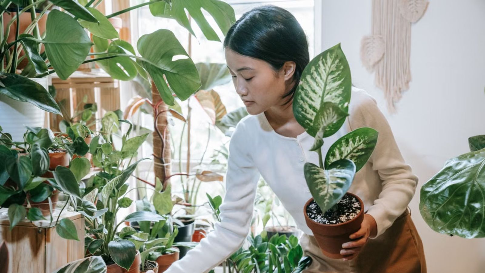 Woman Was Just Shopping When a Stranger Asked for Help, and She Didn’t Walk Away Woman arranging plants in a gardening shop