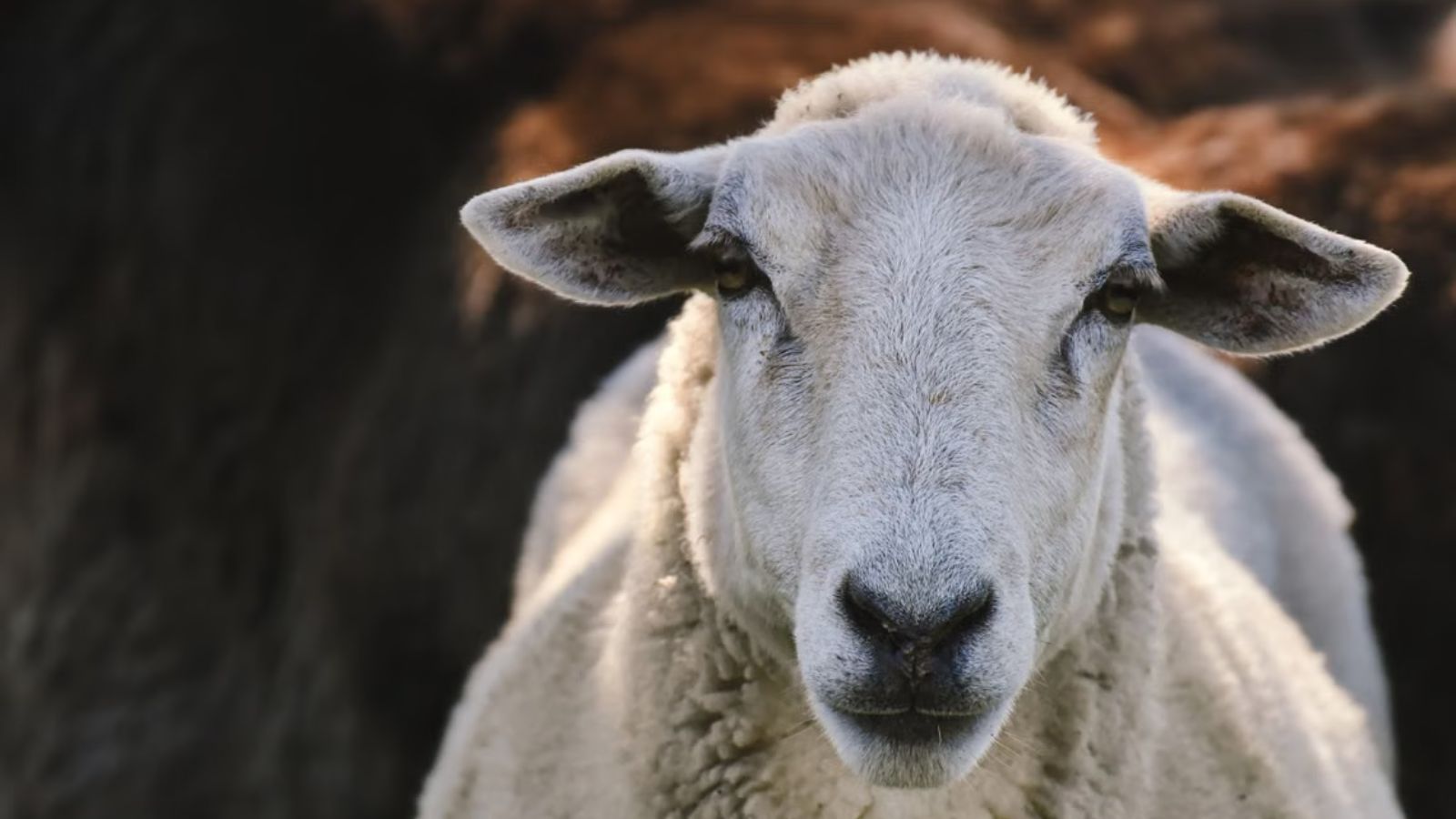 A close up view of a white sheep on the farm