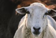 She Refused to Buy a Sheep for Eid and Offered to Donate Instead—Her Husband’s Family Wasn’t Happy
