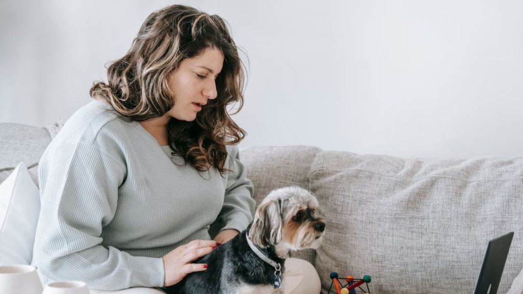 Woman and her yorkshire terrier looking at the laptop on a cozy living room sofa