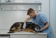 An Unexpected Trip to the Vet Pushed Back Their Travel Plans—and Led to a Heated Argument With His Mother-in-Law