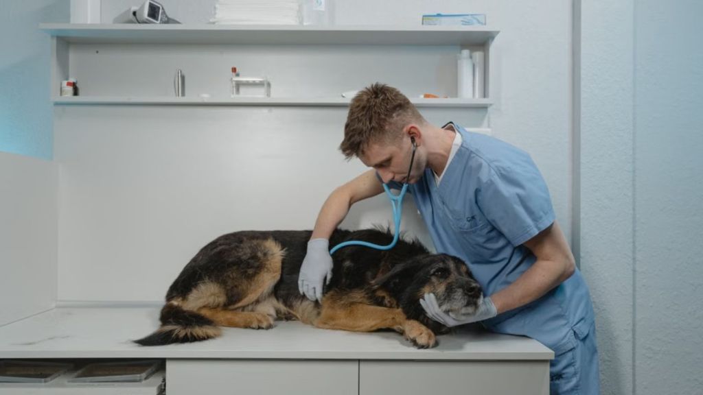 A veterinarian checking up on a sick dog