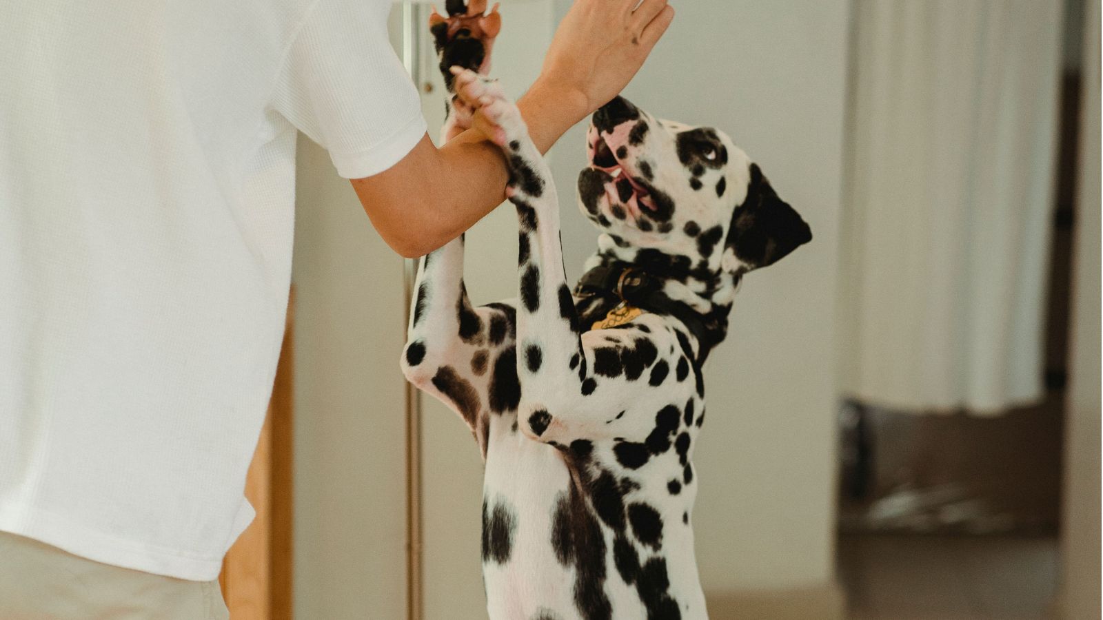 A Stranger Squeezed Past a Man Injured on a Walk—and Received a Sharp Scratch When His Dog Reacted Dalmatian dog standing up to reach the arm of a man