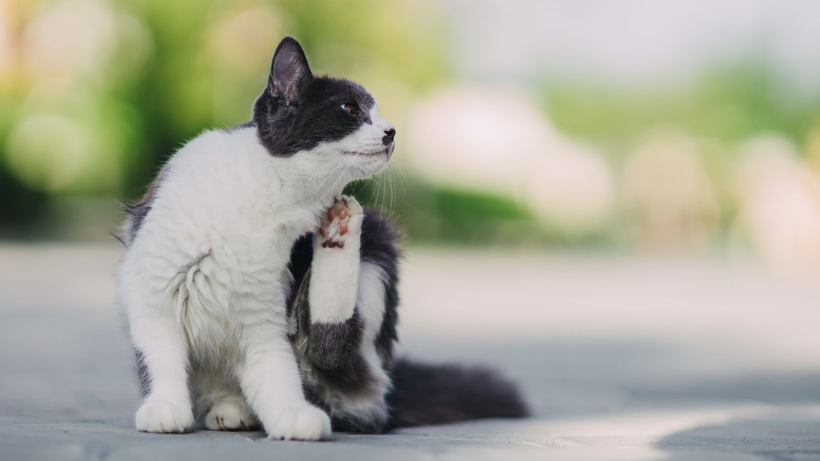 She Warned Her Neighbor That Their Cat Had a Severe Flea Infestation. When They Ignored Her, She Went Straight to the Landlord. cat scratching itchy skin