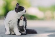 She Warned Her Neighbor That Their Cat Had a Severe Flea Infestation. When They Ignored Her, She Went Straight to the Landlord.