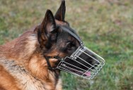Her Sister-in-Law Refuses to Lock Up Her German Shepherd Around Toddlers, and Family Drama Is Exploding