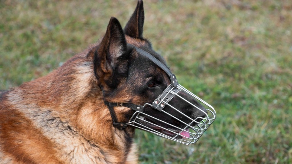 German shepherd with muzzle outdoors