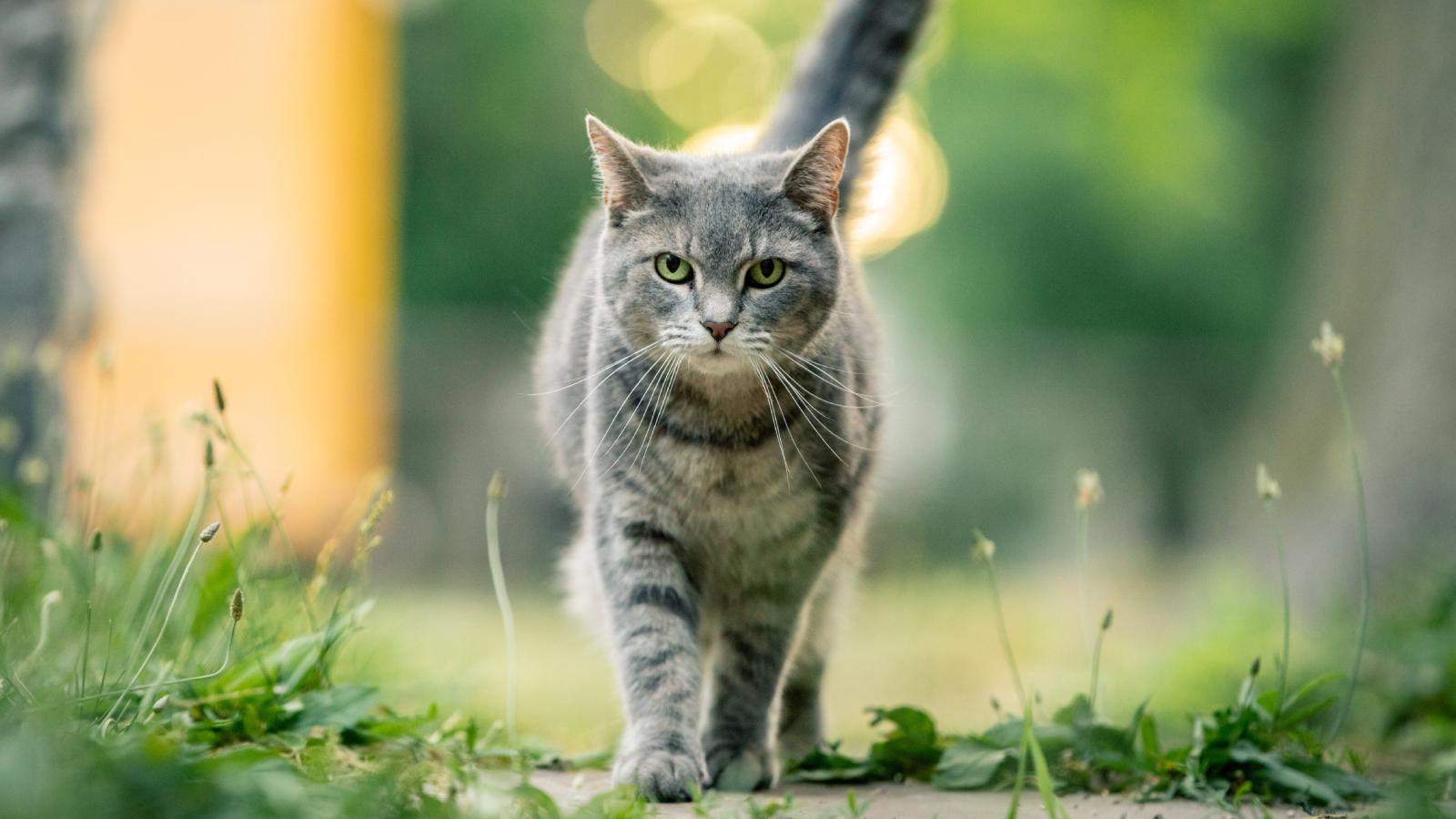 cat walking down a street