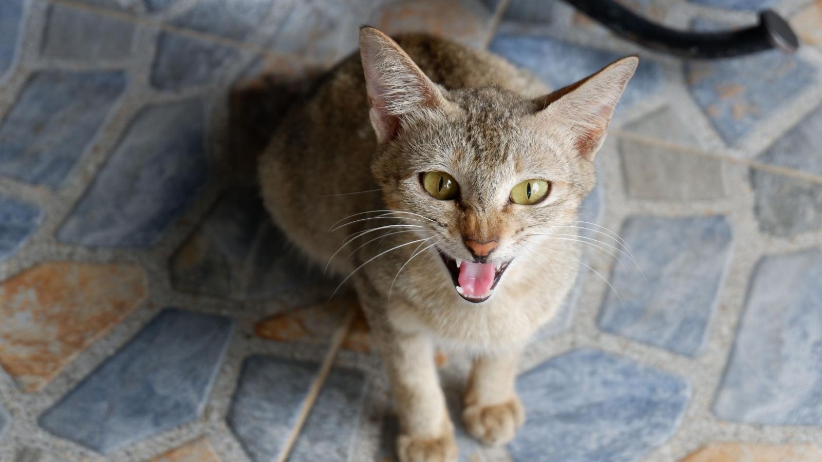 She Kept Warning Her Sibling About the Toddler and the Cat. Then One Moment Changed Everything angry cat hissing