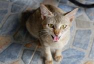 She Kept Warning Her Sibling About the Toddler and the Cat. Then One Moment Changed Everything