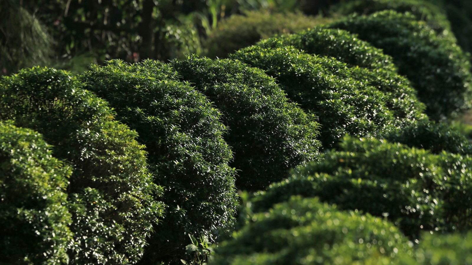 The Sentimental Trap: How a Neighbor’s Petty Landscaping Envy Triggered a Wave of Property Damage and Physical Threats green bushes planted outside in a row