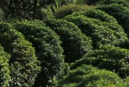 The Sentimental Trap: How a Neighbor’s Petty Landscaping Envy Triggered a Wave of Property Damage and Physical Threats