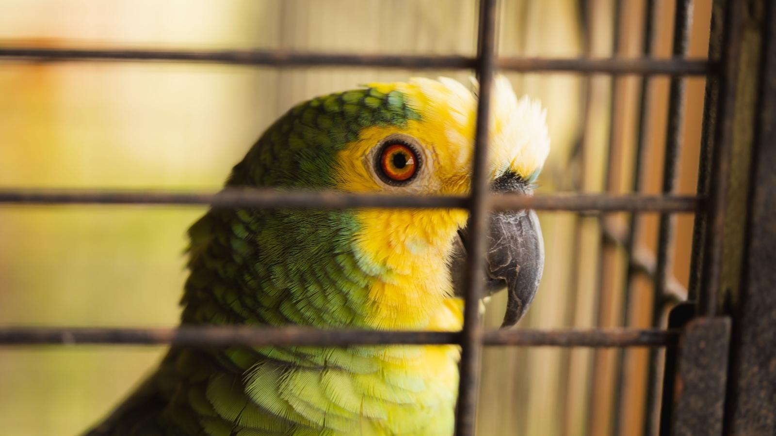 She Spent Years Caring for Her Friend’s Neglected Parrot—Then She Took the Bird for Herself closeup image of parrot in cage