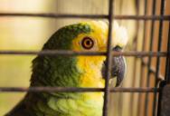 She Spent Years Caring for Her Friend’s Neglected Parrot—Then She Took the Bird for Herself
