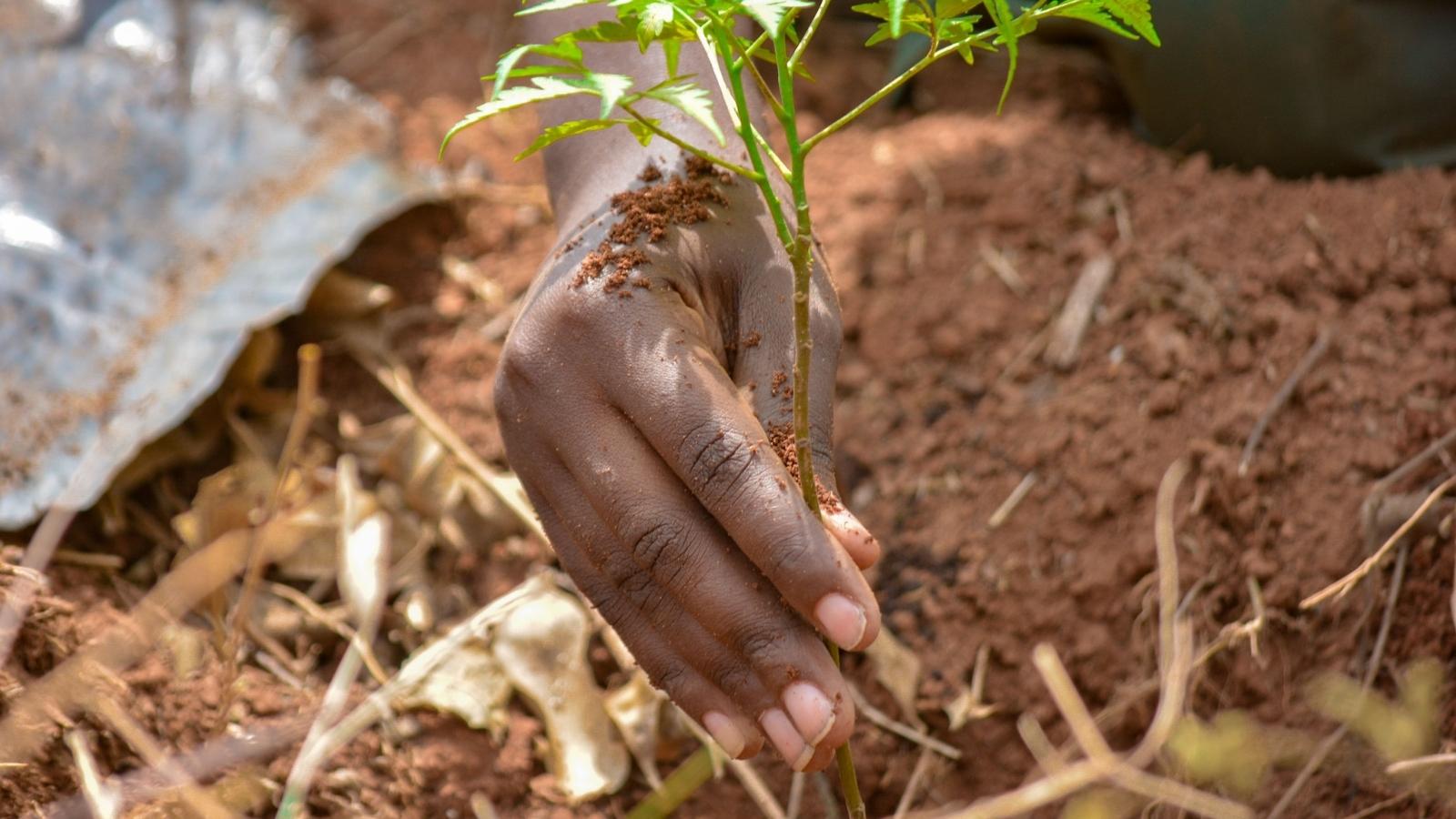He Spent Hours Clearing His Land — He Woke Up to Find His Neighbor Had Snuck Out at 5 AM and Planted a Tree Right in the Middle of It closeup of person planting a tree