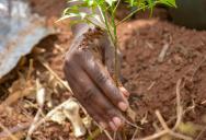 He Spent Hours Clearing His Land — He Woke Up to Find His Neighbor Had Snuck Out at 5 AM and Planted a Tree Right in the Middle of It