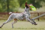 They Ignored Every Warning About Throwing Stuff Over the Fence—Then the Dog Got the Frisbee
