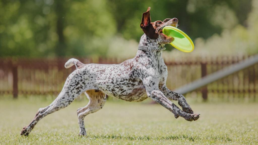 dog with a frisbee