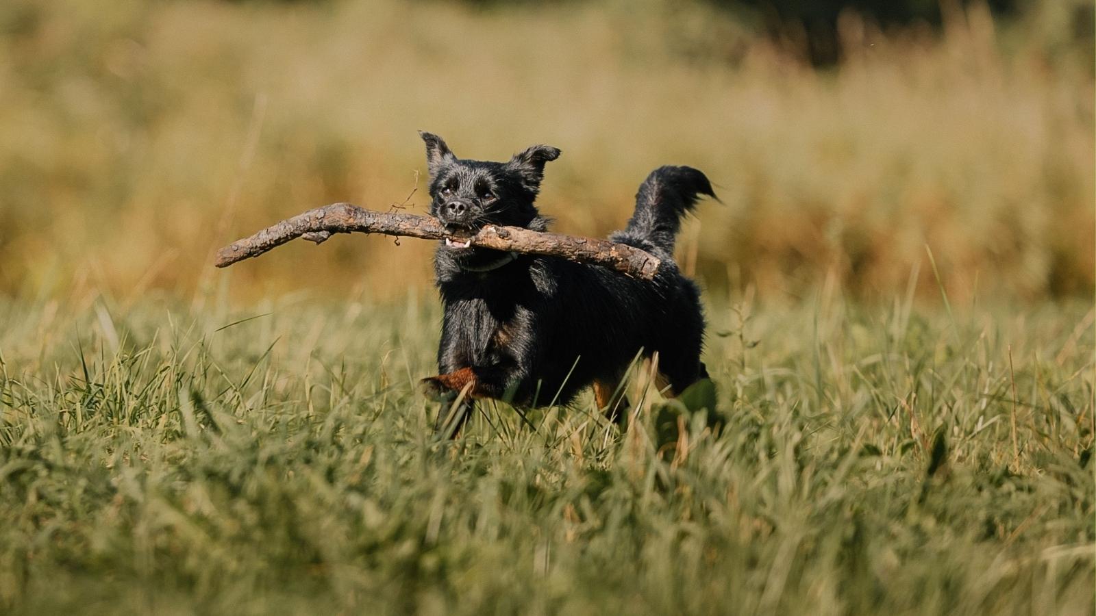 Her Neighbor’s Dog Games Kept Leaving a Mess in Her Yard, But Then an HOA Complaint Changed Everything dog playing fetch with big stick