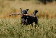 Her Neighbor’s Dog Games Kept Leaving a Mess in Her Yard, But Then an HOA Complaint Changed Everything