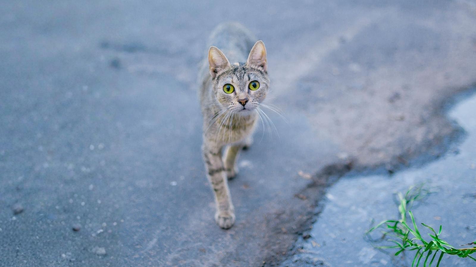 The Cat Preferred Her Porch to Its Own Home—Now the Owner Accuses Her of Pet Theft gray cat walking on the street