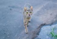 The Cat Preferred Her Porch to Its Own Home—Now the Owner Accuses Her of Pet Theft