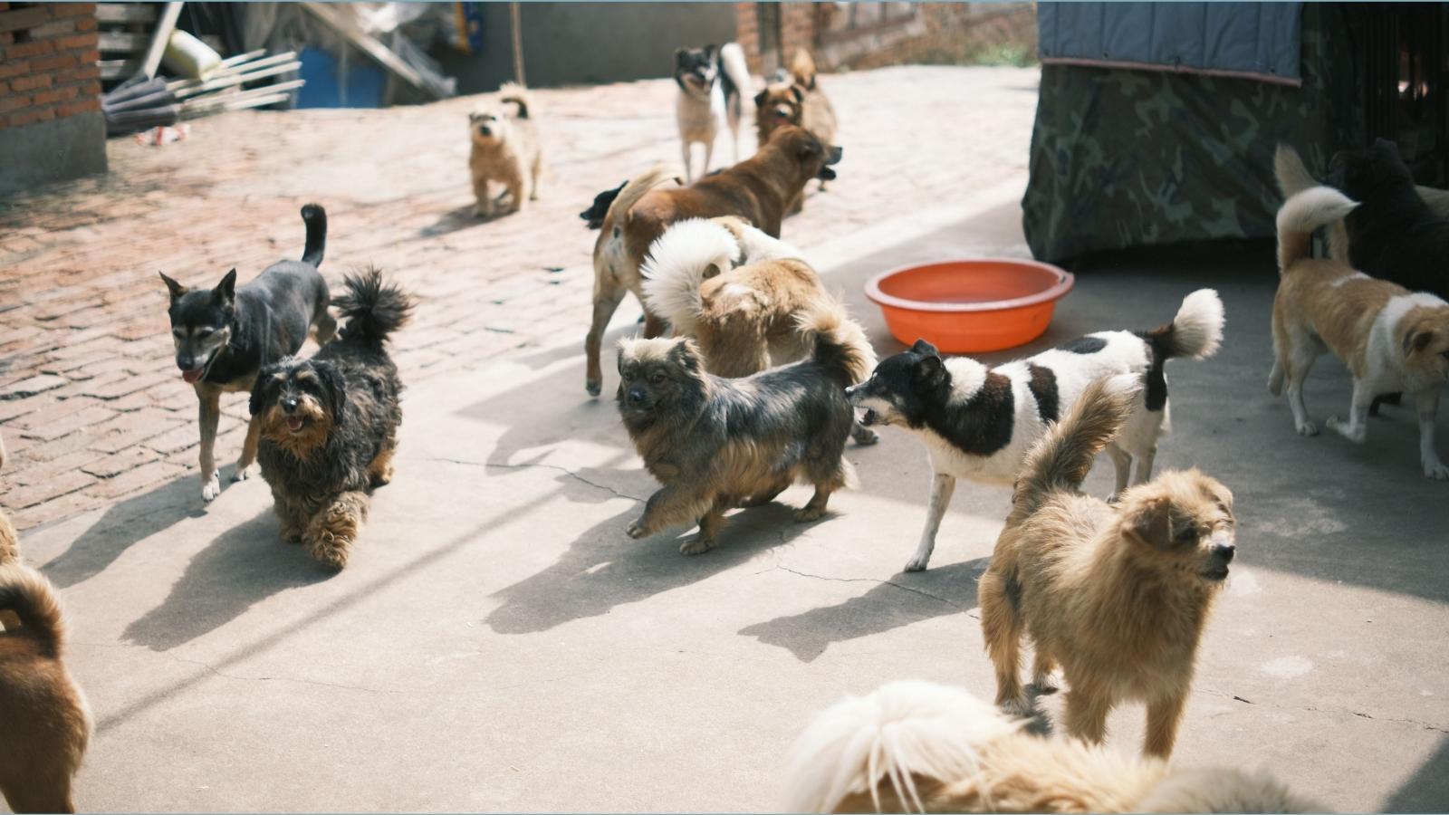 She Opened Her Home to Her Sibling After a Bad Breakup—Then Overheard Her Trash Talking Her Rescue Pets group of dogs outside