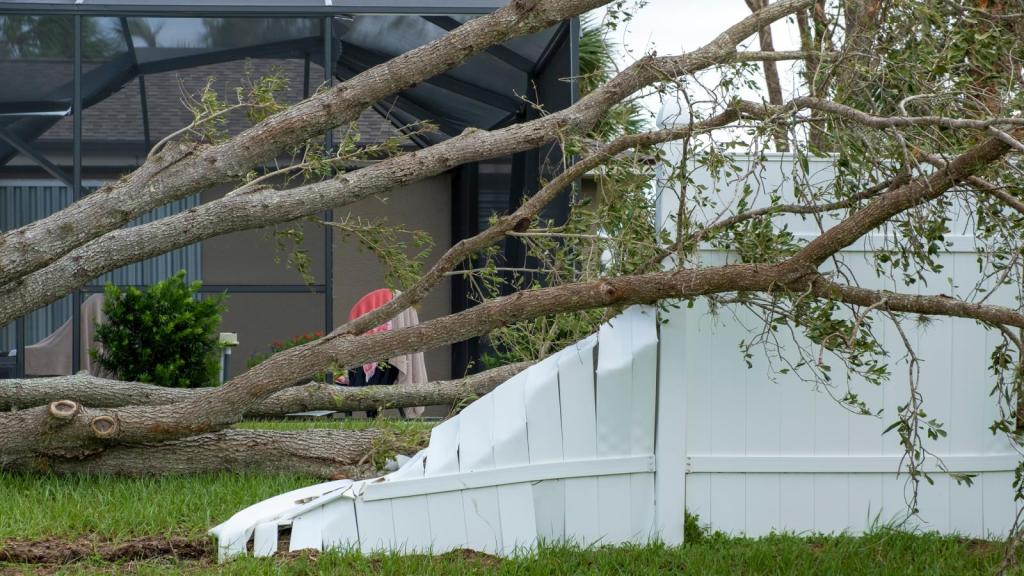 tree fallen on a fence