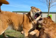 Dog Daycare Worker Says an Aggressive Dog Should Be Banned—But It Belongs to the Company Owner