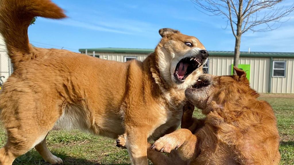 two dogs having a fight