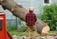 A Tree Fell and Damaged His Fence, But His Neighbor’s Nonstop Harassment is Crossing a Line