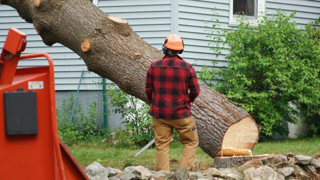 man next to a fallen tree
