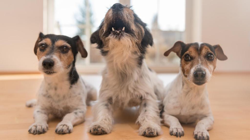 three dogs in an apartment
