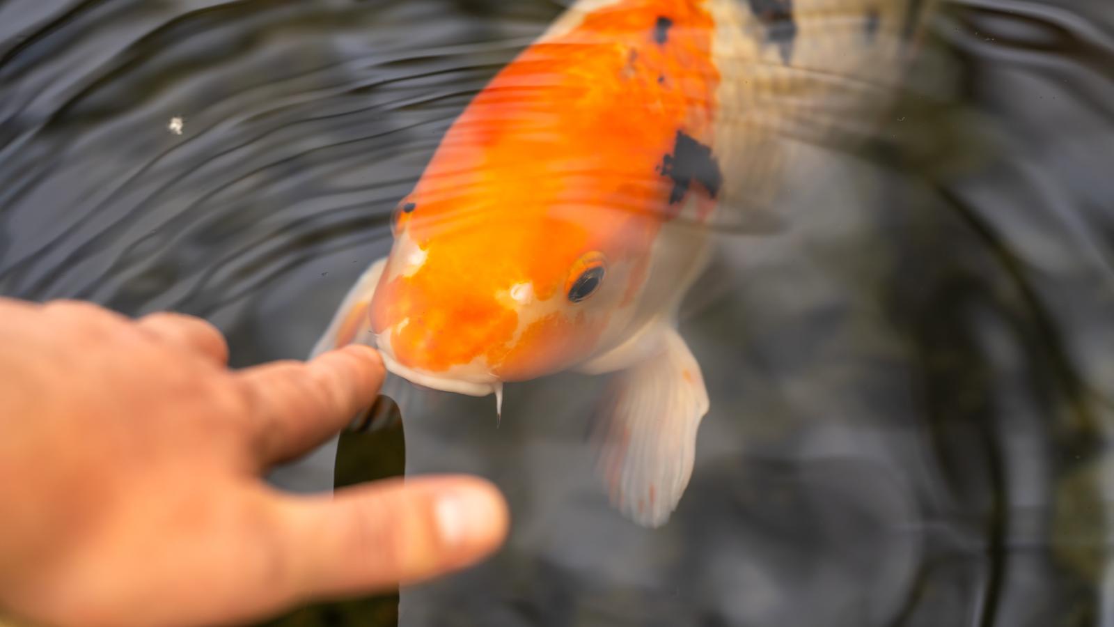 She Called Out A Stranger For Touching Resort Fish—Her Husband Thought She Went Too Far person touching a fish
