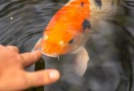 She Called Out A Stranger For Touching Resort Fish—Her Husband Thought She Went Too Far