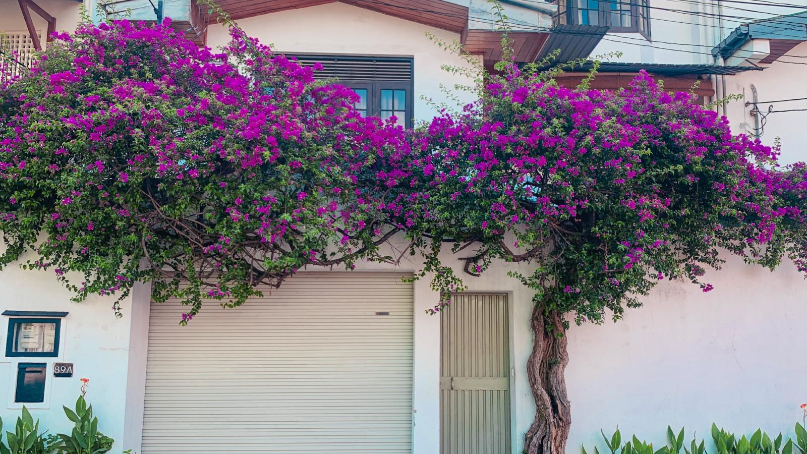 Homeowner’s Plant Hangs Over the Property Line Fence—Now His Neighbor Is Fed Up With Cleaning Up the Leaves big tree in a driveway