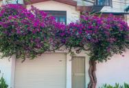 Homeowner’s Plant Hangs Over the Property-Line Fence—Now His Neighbor Is Fed Up With Cleaning Up the Leaves