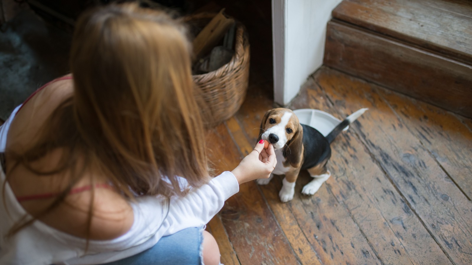 She Was Just Going Through Her Normal Routine With Her Dog, but Her Boyfriend’s Mood Changed the Night pexels kampus 8057561 She Was Just Going Through Her Normal Routine With Her Dog, but Her Boyfriend’s Mood Changed the Night