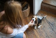 She Was Just Going Through Her Normal Routine With Her Dog, but Her Boyfriend’s Mood Changed the Night