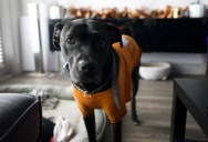 “We Thought We Were Saving Money”: Cheap Pet-Sitting Favor Ends in Four-Figure Disaster